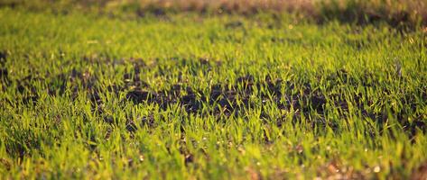 Part of agricultural field with sprouted wheat sprouts panoramic shot photo