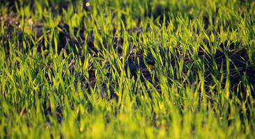 Bottom view of barely germinated wheat sprouts with dew drops close up photo