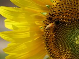 de cerca de un floreciente girasol con un abeja buscando para néctar. foto