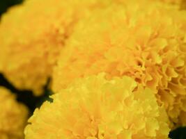 Close-up of yellow marigolds in full bloom. photo