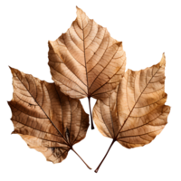 AI generated Assorted Dry Leaves Collection, Organic Beauty png