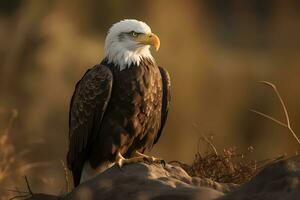 ai generado calvo águila - norte America - un símbolo de el unido estados, conocido para sus blanco cabeza y marrón cuerpo, y lata ser encontró cerca agua fuentes foto