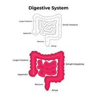 digestivo sistema Ciencias diseño vector ilustración diagrama