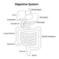 digestivo sistema médico ilustración diseño vector