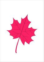 maple leaf isolated on white background vector