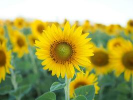 Close up sunflower in the sunflower field photo