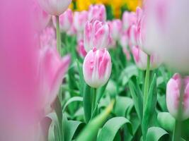 Close up Pink tulip in the garden photo