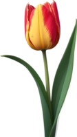 AI generated a red and yellow tulip on a transparent background png