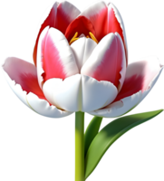 ai generado un tulipán flor png