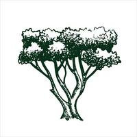 vector drawing of a tree in engraving style. vintage tree illustration, black and white sketch