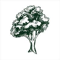 vector drawing of a tree in engraving style. vintage tree illustration, black and white sketch