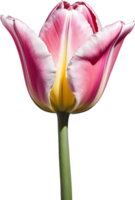 ai generado un tulipán flor png