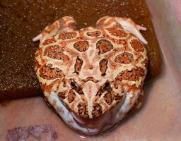 The argentine horned frog yellow with brown stripes. The frog sat still on black surface or background. photo