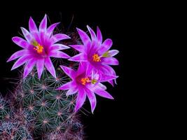 Mammillaria Benneckei, un tipo de cactus con gancho espinas allí es un tuberoso propagación. grupo juntos dentro un grupo. floreciente flores son rosado cactus flores foto