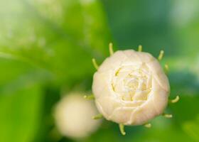 Overlapping jasmine flowers while buds, before blooming. White Arabian jasmine flower, macro style, blurred green leaf background, out of focus. photo