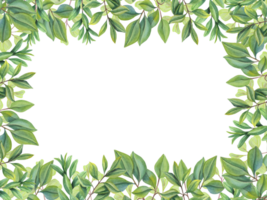 Abstract green leaves. Horizontal frame with branches, green plants. Tea leaves. Herbal composition with space for text. Illustration for Valentines day, birthday, mothers day, wedding Invitation. png