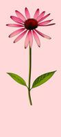 AI generated Illustration of Echinacea purpurea generative ai. A classic North American prairie plant with showy large flowers. photo