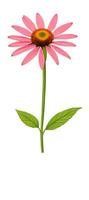 AI generated Illustration of Echinacea purpurea generative ai. A classic North American prairie plant with showy large flowers. photo