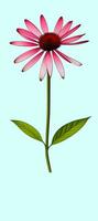 AI generated Illustration of Echinacea purpurea generative ai. A classic North American prairie plant with showy large flowers. photo