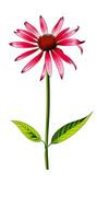 AI generated Illustration of Echinacea purpurea generative ai. A classic North American prairie plant with showy large flowers. photo