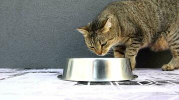 gatto mangiare cibo a partire dal un' ciotola avvicinamento su un' grigio sfondo. il gatto arriva in il telaio per il cibo ciotola e mangia il asciutto cibo e il soriano gatto con appetito. promozionale video per pubblicità.