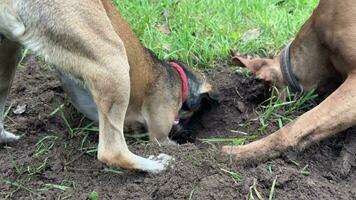 Dog Poop Stock Video Footage for Free Download
