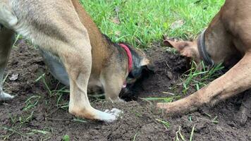 Funny video of Digger Dogs. A large dog pokes its head into a hole that it digs in search of a rodent in a yard with green grass. Pitbull for a walk in the park. A curious dog on a walk in park.