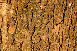 Wooden texture closeup photo