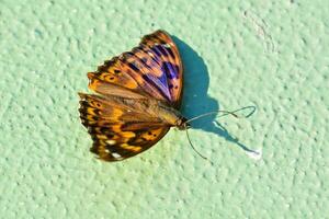 a large moth with black and brown markings photo