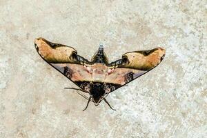 a large moth with black and brown markings photo