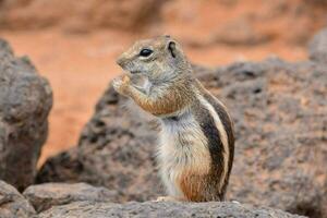 un ardilla es en pie en un rock con sus patas en el suelo foto