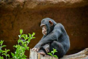 a chimpanzee sitting on a log in an enclosure photo