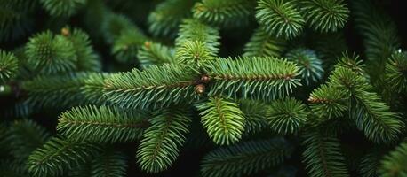 AI generated Christmas tree branches on a natural background. AI Generated photo