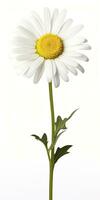 AI generated Common daisy isolated on white background. AI Generated photo