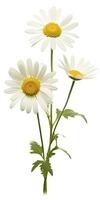 AI generated Common daisy isolated on white background. AI Generated photo