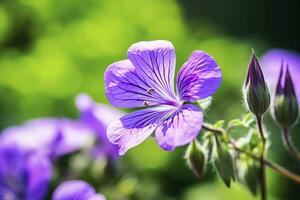 AI generated Geranium wilfordii flower. AI Generated photo