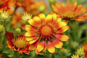 ai generado gaillardia o cobija flor. brillante y vistoso sombras de calentar tonos ai generado foto