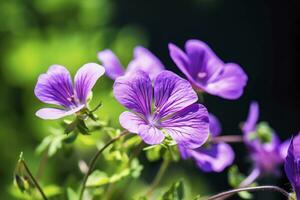 AI generated Geranium wilfordii flower. AI Generated photo