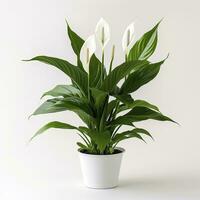 AI generated Peace Lily on a plain white background. AI Generated photo