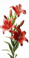 AI generated Red Lilies isolated on white background. AI Generated photo