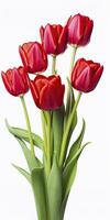 AI generated Red tulips isolated on white background. AI Generated photo