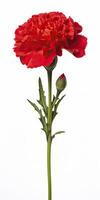 AI generated Red Carnation isolated on white background. AI Generated photo