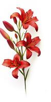 AI generated Red Lilies isolated on white background. AI Generated photo