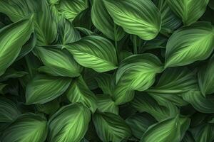 AI generated A plant with lots of large green leaves. AI Generated photo