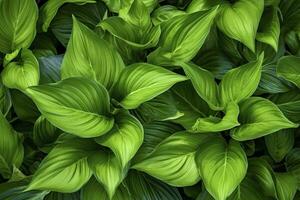 AI generated A plant with lots of large green leaves. AI Generated photo