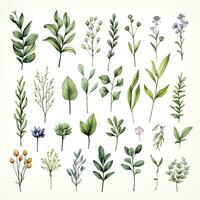 AI generated Collection of watercolor herbs clipart on white background. AI Generated photo