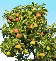 AI generated A beautiful green apple tree. AI Generated photo