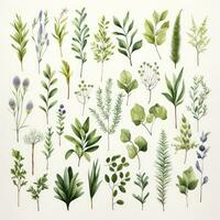 AI generated Collection of watercolor herbs clipart on white background. AI Generated photo