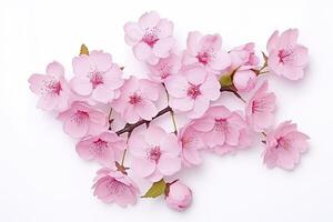 AI generated Sakura flowers isolated on white background. AI Generated photo