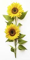 AI generated Sunflowers isolated on white background. AI Generated photo